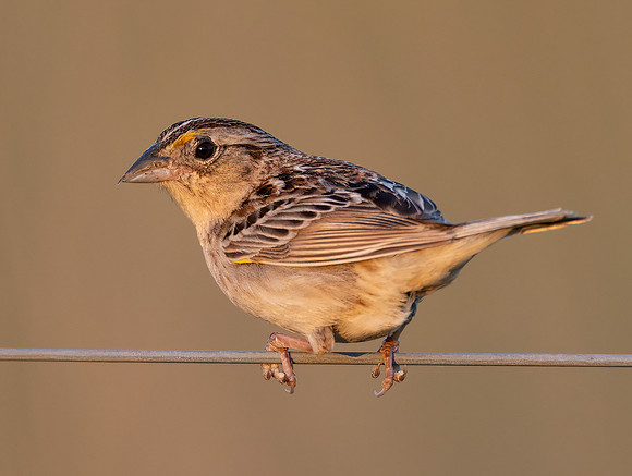 Grasshopper Sparrow, Ammodramus savannarum, Kankakee Sands, Newton County, Indiana, June 29, 2022