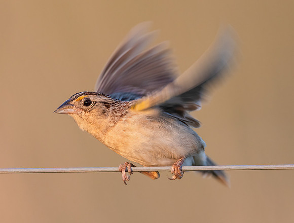 Grasshopper Sparrow, Ammodramus savannarum, Kankakee Sands, Newton County, Indiana, June 29, 2022 (2)