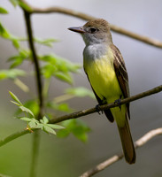 Great Crested Flycatcher, Myiarchus crinitus, Whetstone Park, Franklin County, Ohio, April 25, 2022 (2)