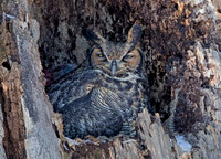 Great Horned Owl nest, Green Lawn Cemetery, Franklin Co., OH March 6, 2019 (2)