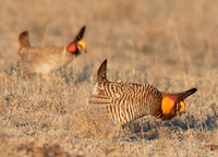 Greater Prairie-Chicken, Tympanuchus cupido, and Lesser Prairie-Chicken, Tympanuchus pallidicinctus, Kansas, March 31, 2016 (87)