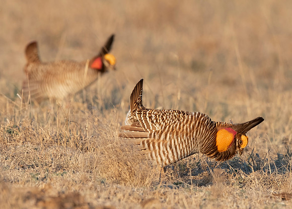 Greater Prairie-Chicken, Tympanuchus cupido, and Lesser Prairie-Chicken, Tympanuchus pallidicinctus, Kansas, March 31, 2016 (87)