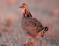 Greater Prairie-Chicken, Tympanuchus cupido, Kansas, March 31, 2016 (69)