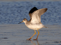 Greater Yellowlegs, Tringa melanoleuca, Battelle Darby Metropark, Franklin County, Ohio, November 3, 2023