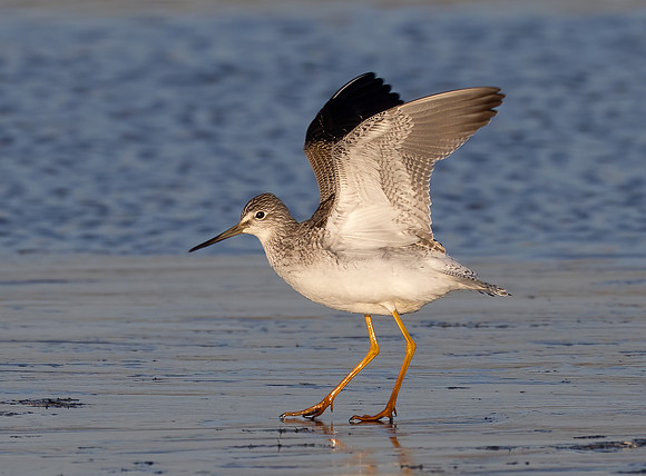 Greater Yellowlegs, Tringa melanoleuca, Battelle Darby Metropark, Franklin County, Ohio, November 3, 2023