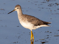 Greater Yellowlegs, Tringa melanoleuca, Howard Marsh, Lucas County, Ohio, August 18, 2023 (26)