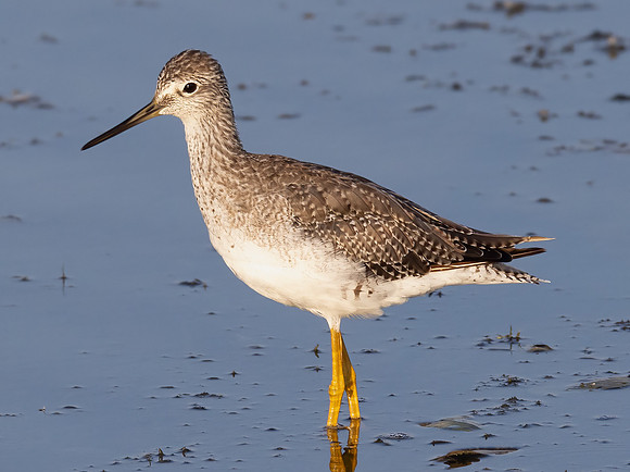 Greater Yellowlegs, Tringa melanoleuca, Howard Marsh, Lucas County, Ohio, August 18, 2023 (26)