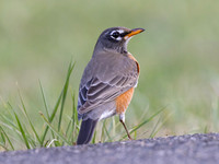 American Robin, Turdus migratorius, Beaver Valley CBC, Jackson County, Ohio, December 30, 2024 (1)