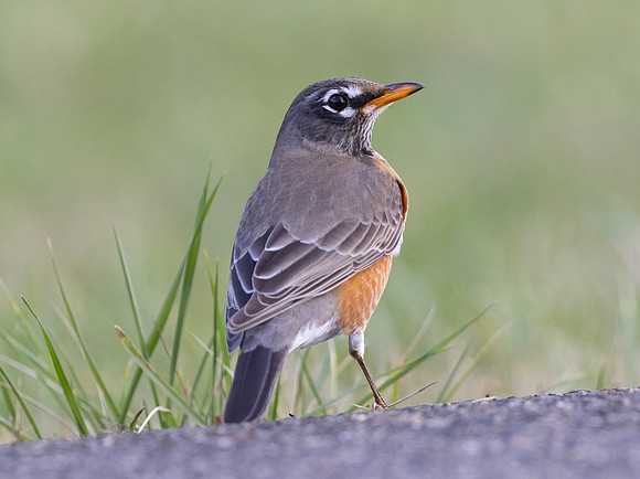 American Robin, Turdus migratorius, Beaver Valley CBC, Jackson County, Ohio, December 30, 2024 (1)