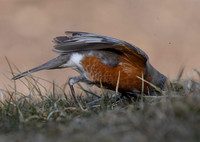 American Robin, Turdus migratorius, with worm, Ohiopyle State Park, Pennsylvania, March 12, 2025 (48)