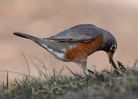 American Robin, Turdus migratorius, with worm, Ohiopyle State Park, Pennsylvania, March 12, 2025 (49)