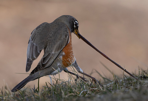 American Robin, Turdus migratorius, with worm, Ohiopyle State Park, Pennsylvania, March 12, 2025