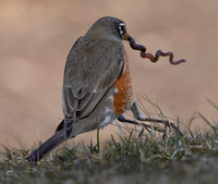 American Robin, Turdus migratorius, with worm, Ohiopyle State Park, Pennsylvania, March 12, 2025 (53)
