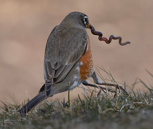 American Robin, Turdus migratorius, with worm, Ohiopyle State Park, Pennsylvania, March 12, 2025 (53)