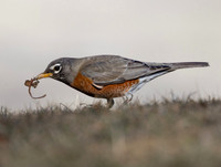American Robin, Turdus migratorius, with worm, Ohiopyle State Park, Pennsylvania, March 12, 2025 (42)