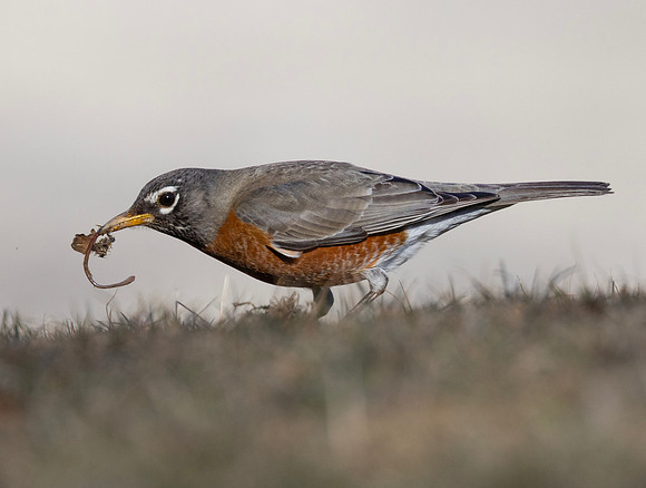 American Robin, Turdus migratorius, with worm, Ohiopyle State Park, Pennsylvania, March 12, 2025 (42)