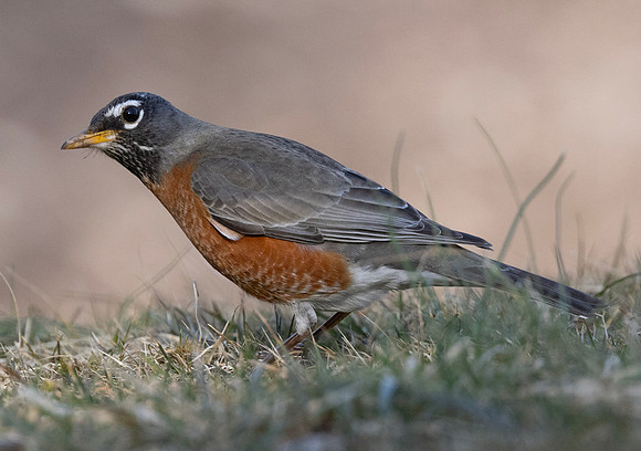 American Robin, Turdus migratorius, with worm, Ohiopyle State Park, Pennsylvania, March 12, 2025 (47)