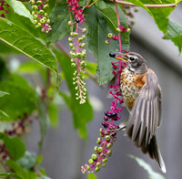 American Robin, Turdus migratorius, McCormac yard, Franklin County, Ohio, August 20, 2025 (33)