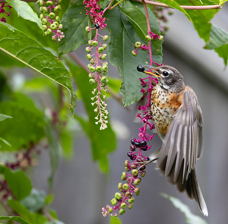 American Robin, Turdus migratorius, McCormac yard, Franklin County, Ohio, August 20, 2025 (33)