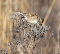 American Tree Sparrow, Spizella arborea, Wyandot County, Ohio, January 20, 2025 (2)
