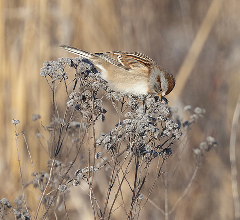 American Tree Sparrow, Spizella arborea, Wyandot County, Ohio, January 20, 2025 (2)