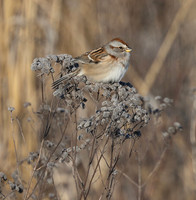 American Tree Sparrow, Spizella arborea, Wyandot County, Ohio, January 20, 2025 (1)