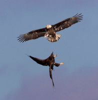 Bald Eagle, Haliaeetus leucocephalus, Marblehead Lighthouse, Ottawa County, Ohio, February 18, 2025 (48)