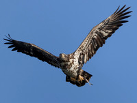 Bald Eagle, Haliaeetus leucocephalus, Marblehead Lighthouse, Ottawa County, Ohio, February 18, 2025 (11)