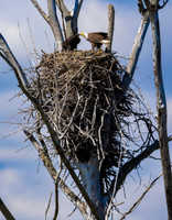 Bald Eagle, Haliaeetus leucocephalus, nest, Ottawa NWR, Ottawa County, Ohio, May 18, 2025 (1)