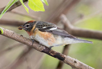 Bay-breasted Warbler, Setophaga castanea, Magee Marsh, Lucas Co., OH May 13, 2018 (20)