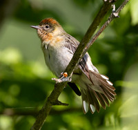 Bay-breasted Warbler, Setophaga castanea, Magee Marsh, Lucas County, Ohio, May 18, 2025 (46)