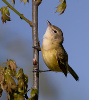 Bell's Vireo, Vireo bellii, Battelle Darby Metropark, Franklin, County, Ohio, May 10, 2025 (9)