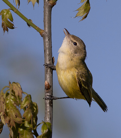 Bell's Vireo, Vireo bellii, Battelle Darby Metropark, Franklin, County, Ohio, May 10, 2025 (9)