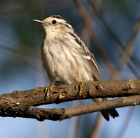 Black-and-white Warbler, Mniotilta varia, Magee Marsh, Lucas County, Ohio, May 18, 2025 (39)