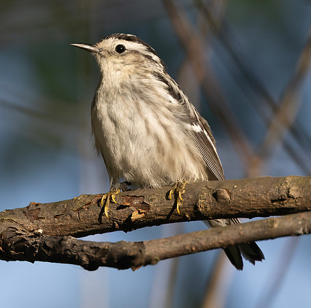 Black-and-white Warbler, Mniotilta varia, Magee Marsh, Lucas County, Ohio, May 18, 2025 (39)