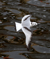 Black-legged Kittiwake, Rissa tridactyla, Hoover Reservoir, below dam, Franklin Co., OH November 12, 2018 (5)