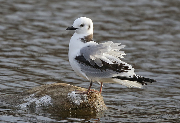 Black-legged Kittiwake, Deer Creek Reservoir, Fayette Co., OH November 29, 2014 (62)