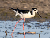 Black-necked Stilt, Himantopus mexicanus, Howard Marsh, Lucas County, Ohio, May 19, 2024 (12)