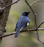 Black-throated Blue Warbler, Fayette Co., West Virginia, April 28, 2015 (15)