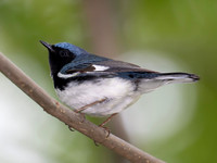 Black-throated Blue Warbler, Setophaga caerulescens, Magee Marsh Wildlife Area, Ottawa Co., OH May 11, 2017 (10)