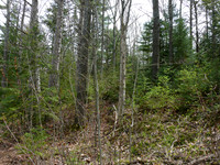 Black-throated Blue Warbler breeding habitat, Presque Isle County, Michigan, May 23, 2011 (157)