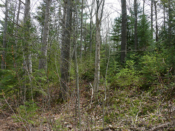 Black-throated Blue Warbler breeding habitat, Presque Isle County, Michigan, May 23, 2011 (157)