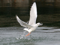 Bonaparte's Gull, Chroicocephalus philadelphia, Wendy Park, Cleveland, Cuyahoga Co., OH November 29, 2015 (15)