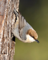 Brown-headed Nuthatch, Sitta pusilla, Hickory, North Carolina, January 1, 2024 (8)