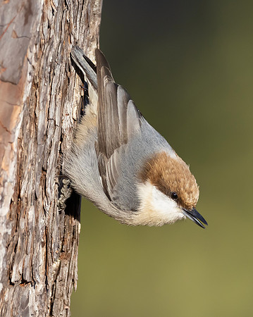 Brown-headed Nuthatch, Sitta pusilla, Hickory, North Carolina, January 1, 2024 (8)