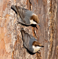 Brown-headed Nuthatch, Sitta pusilla, Hickory, North Carolina, January 1, 2024 (7)
