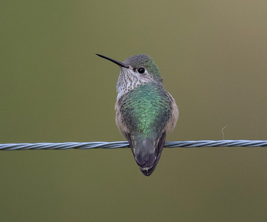 Calliope Hummingbird, Selasphorus calliope, Corey and Tania Perry home, Delaware Co., OH October 31, 2017 (10)
