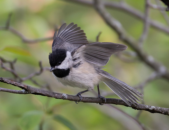 Carolina Chickadee, Poecile carolina, threat display, McCormac yard, Franklin County, Ohio, May 27, 2025 (2)