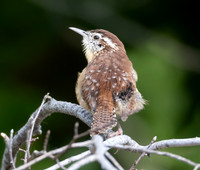 Carolina Wren, Thryothorus ludoviciana, Mentor Marsh, Lake County, Ohio, September 22, 2024 (46)