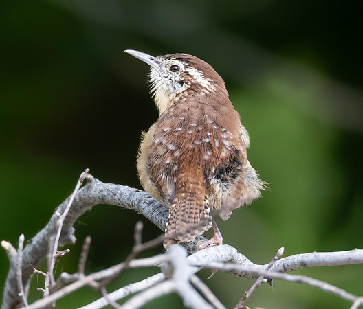 Carolina Wren, Thryothorus ludoviciana, Mentor Marsh, Lake County, Ohio, September 22, 2024 (46)